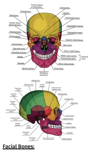 facial bones diagram workbook