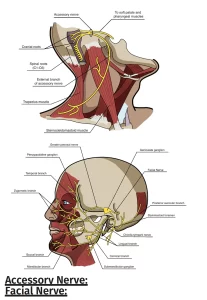 facial nerves diagram