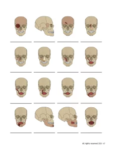 skull anatomy workbook